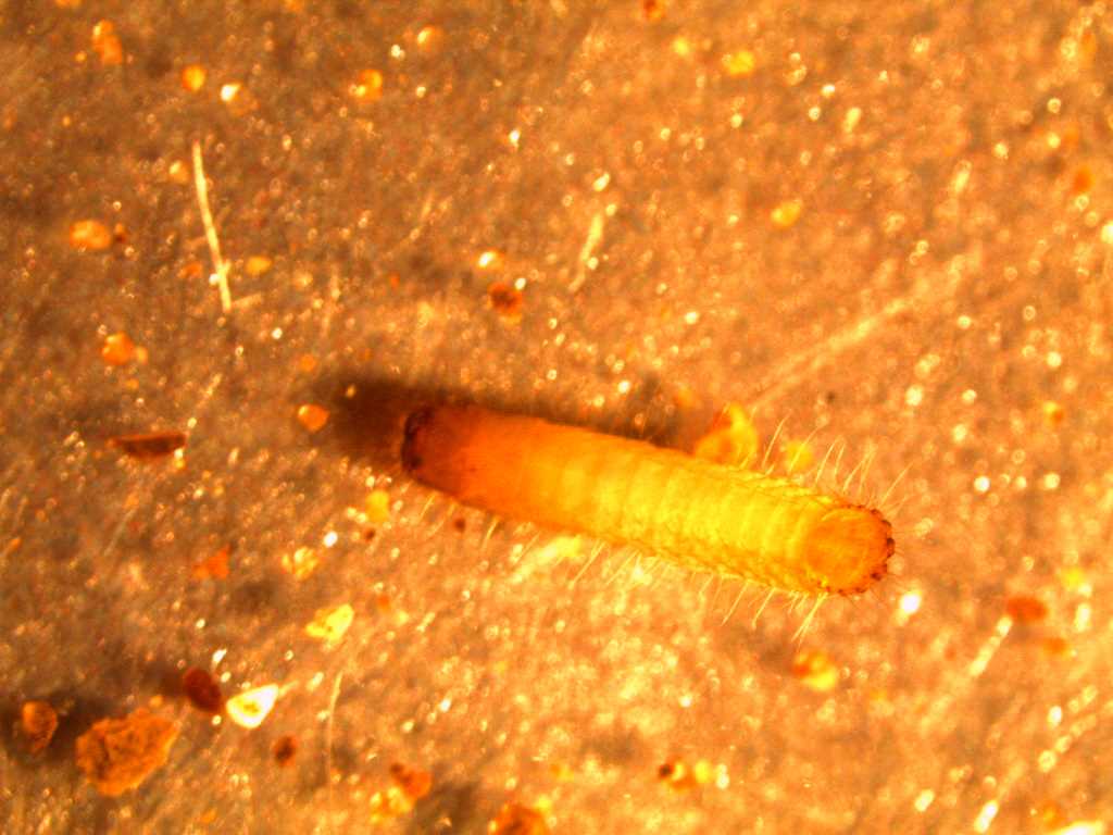 Larva